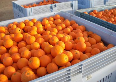 Open Food Network Connect