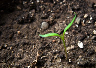 Understanding soil health