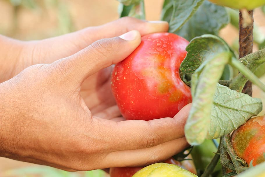 A person's hands are picking a tomato